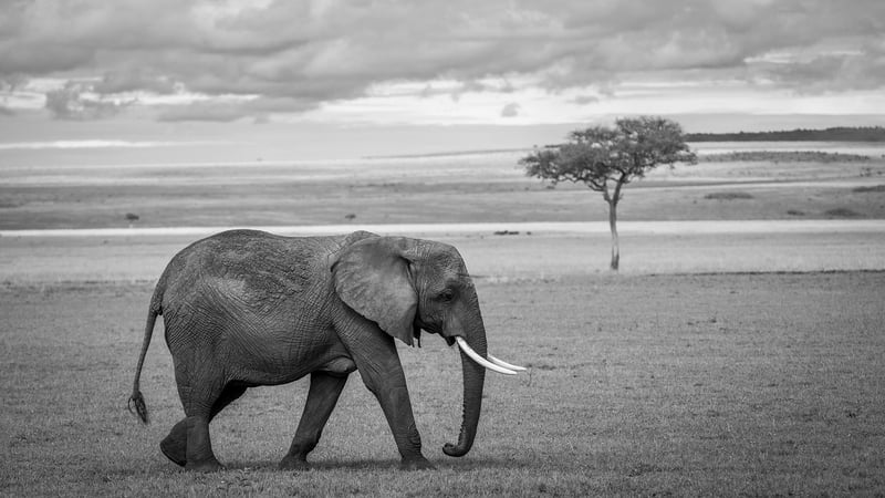 African Landscape